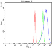 Flow cytometry testing of fixed and permeabilized human Caco-2 cells with CBS antibody at 1ug/million cells (blocked with goat sera); Red=cells alone, Green=isotype control, Blue= CBS antibody.
