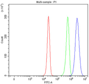 Flow cytometry testing of fixed and permeabilized human HepG2 cells with SPRED2 antibody at 1ug/million cells (blocked with goat sera); Red=cells alone, Green=isotype control, Blue= SPRED2 antibody.
