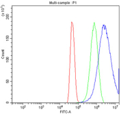 Flow cytometry testing of fixed and permeabilized human U-251 cells with USP5 antibody at 1ug/million cells (blocked with goat sera); Red=cells alone, Green=isotype control, Blue= USP5 antibody.
