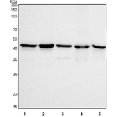 Western blot testing of 1) human HeLa, 2) human 293T, 3) human HEL, 4) human K562 and 5) rat testis tissue lysate with POLR3D antibody. Predicted molecular weight ~44 kDa.