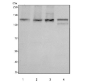 Western blot testing of 1) human 293T, 2) human K562, 3) human PC-3 and 4) mouse thymus tissue lysate with UPF1 antibody. Predicted molecular weight ~124 kDa, but routinely observed at 130-140 kDa.