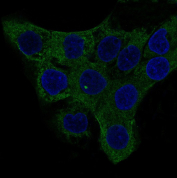 Immunofluorescent staining of FFPE human A431 cells with ACTA2 antibody (green) and DAPI nuclear stain (blue). HIER: steam section in pH6 citrate buffer for 20 min.