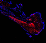 Immunofluorescent analysis of Cct3 protein using Zebrafish Cct3 antibody (red) and DAPI nuclear stain (blue) with zebrafish embryo tissue. HIER: boil tissue sections in pH8 EDTA for 20 min and allow to cool before testing.