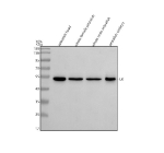Western blot analysis of ILK protein using ILK antibody and 1) zebrafish head 2) whole female zebrafish, 3) whole male zebrafish and 4) zebrafish embryo tissue lysate. Expected molecular weight: 51-59 kDa.