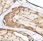 IHC staining of FFPE zebrafish muscle tissue with Zebrafish ILK antibody. HIER: boil tissue sections in pH8 EDTA for 20 min and allow to cool before testing.