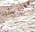 Immunohistochemical analysis of Ttc28 protein using Ttc28 antibody and paraffin-embedded zebrafish spinal cord tissue. HIER: boil tissue sections in pH8 EDTA for 20 min and allow to cool before testing.