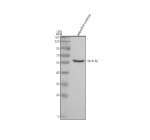 Western blot analysis of Klhl12 protein using Klhl12 antibody and zebrafish embryo tissue lysate. The predicted molecular weight of Klhl12 is ~63 kDa.