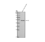 Western blot analysis of C9orf72 protein using C9orf72 antibody and whole male zebrafish tissue lysate. The predicted molecular weight of C9orf72 is 54 kDa.