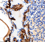 Immunohistochemical analysis of Idh3b protein using Zebrafish Idh3b antibody and paraffin-embedded zebrafish heart tissue. HIER: boil tissue sections in pH8 EDTA for 20 min and allow to cool before testing.