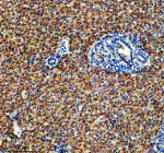 Immunohistochemical analysis of Idh3b protein using Zebrafish Idh3b antibody and paraffin-embedded zebrafish liver tissue. HIER: boil tissue sections in pH8 EDTA for 20 min and allow to cool before testing.