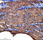 Immunohistochemical analysis of Idh3b protein using Zebrafish Idh3b antibody and paraffin-embedded zebrafish pancreas tissue. HIER: boil tissue sections in pH8 EDTA for 20 min and allow to cool before testing.