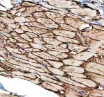 Immunohistochemical analysis of Idh3b protein using Zebrafish Idh3b antibody and paraffin-embedded zebrafish muscle tissue. HIER: boil tissue sections in pH8 EDTA for 20 min and allow to cool before testing.