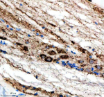 Immunohistochemical analysis of Idh3b protein using Zebrafish Idh3b antibody and paraffin-embedded zebrafish spinal cord tissue. HIER: boil tissue sections in pH8 EDTA for 20 min and allow to cool before testing.