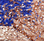 Immunohistochemical analysis of Idh3b protein using Zebrafish Idh3b antibody and paraffin-embedded zebrafish cerebellum tissue. HIER: boil tissue sections in pH8 EDTA for 20 min and allow to cool before testing.