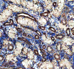 Immunohistochemical analysis of Idh3b protein using Zebrafish Idh3b antibody and paraffin-embedded zebrafish kidney tissue. HIER: boil tissue sections in pH8 EDTA for 20 min and allow to cool before testing.