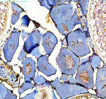 Immunohistochemical analysis of Zebrafish Dmrt1 protein using Zebrafish Dmrt1 antibody and zebrafish ovary tissue. HIER: boil tissue sections in pH8 EDTA for 20 min and allow to cool before testing.