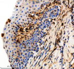 Immunohistochemical analysis of Hnrnpa1a/b protein using Zebrafish Hnrnpa1 antibody and paraffin-embedded zebrafish esophagus tissue. HIER: boil tissue sections in pH8 EDTA for 20 min and allow to cool before testing.