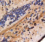 Immunohistochemical analysis of Hnrnpa1a/b protein using Zebrafish Hnrnpa1 antibody and paraffin-embedded zebrafish brain tissue. HIER: boil tissue sections in pH8 EDTA for 20 min and allow to cool before testing.
