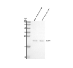 Western blot analysis of Rab10 protein using Zebrafish Rab10 antibody and 1) whole female zebrafish and 2) 1) whole male zebrafish tissue lysate. Predicted molecular weight ~22 kDa.