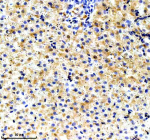 IHC staining of FFPE Zebrafish liver tissue with Ube2n antibody. HIER: boil tissue sections in pH8 EDTA for 20 min and allow to cool before testing.