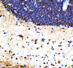 Immunohistochemical analysis of Srsf1a/b protein using Zebrafish Srsf1 antibody and paraffin-embedded zebrafish brain tissue. HIER: boil tissue sections in pH8 EDTA for 20 min and allow to cool before testing.