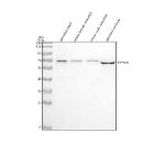 Western blot analysis of Shp2/PTPN11 protein using Zebrafish Shp2 antibody and 1) zebrafish head 2) whole female zebrafish, 3) whole male zebrafish and 4) zebrafish embryo tissue lysate. Expected molecular weight ~68 kDa.