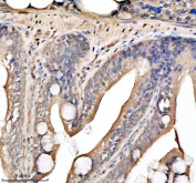 Immunohistochemical analysis of Hdac1 protein using Zebrafish Hdac1 antibody and paraffin-embedded zebrafish colon tissue. HIER: boil tissue sections in pH8 EDTA for 20 min and allow to cool before testing.