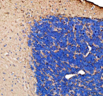 IHC staining of FFPE zebrafish brain tissue with Zebrafish Gap43 antibody. HIER: boil tissue sections in pH8 EDTA for 20 min and allow to cool before testing.