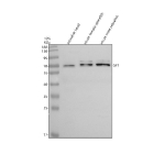 Western blot analysis of Sf1 protein using Zebrafish Sf1 antibody and 1) zebrafish head, 2) whole female zebrafish and 3) whole male zebrafish tissue lysate. Predicted molecular weight ~68 kDa.