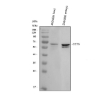 Western blot analysis of Zebrafish Cct5 protein using Zebrafish Cct5 antibody with 1) zebrafish head and 2) zebrafish embryo tissue lysate. Predicted molecular weight ~59 kDa.