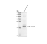 Western blot analysis of Sumo2/3/3b/3L protein using Sumo antibody and zebrafish embryo tissue lysate. The predicted molecular weight of Sumo2/3/3b/3L is 12 kDa, but it is commonly observed at 15-17 kDa.
