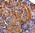 Immunohistochemical analysis of Metap2a/b protein using Zebrafish Metap2 antibody and paraffin-embedded zebrafish kidney tissue. HIER: boil tissue sections in pH8 EDTA for 20 min and allow to cool before testing.