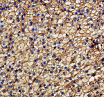 Immunohistochemical analysis of Metap2a/b protein using Zebrafish Metap2 antibody and paraffin-embedded zebrafish liver tissue. HIER: boil tissue sections in pH8 EDTA for 20 min and allow to cool before testing.