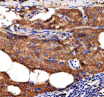 Immunohistochemical analysis of Metap2a/b protein using Zebrafish Metap2 antibody and paraffin-embedded zebrafish pancreas tissue. HIER: boil tissue sections in pH8 EDTA for 20 min and allow to cool before testing.