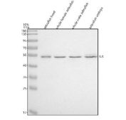 Western blot analysis of Integrin-linked kinase protein using Integrin-linked kinase antibody and 1) zebrafish head, 2) whole female zebrafish, 3) whole male zebrafish and 4) zebrafish embryo tissue lysate. Expected molecular weight: 51-59 kDa.