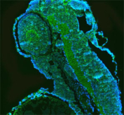 Immunofluorescent staining of FFPE zebrafish embryo tissue with Zebrafish Gnb1 antibody (green) and DAPI nuclear stain (blue). HIER: steam section in pH8 EDTA buffer for 20 min.