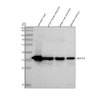 Western blot analysis of Gnb1/1b protein using Zebrafish Gnb1 antibody and 1) zebrafish head, 2) whole female zebrafish, 3) whole male zebrafish and 4) zebrafish embryo tissue lysate. Expected molecular weight ~37 kDa.