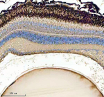 IHC staining of FFPE zebrafish eye tissue with Zebrafish Gnb1 antibody. HIER: boil tissue sections in pH8 EDTA for 20 min and allow to cool before testing.