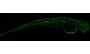 Immunofluorescent staining of FFPE zebrafish embryo tissue with Zebrafish Gnb1 antibody. HIER: steam section in pH8 EDTA buffer for 20 min.