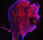 Immunofluorescent analysis of Eif4a2 protein using Zebrafish Eif4a2 antibody (red) and DAPI nuclear stain (blue). HIER: steam section in pH8 EDTA buffer for 20 min.
