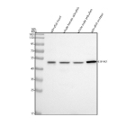 Western blot analysis of Eif4a2 protein using Zebrafish Eif4a2 antibody and 1) zebrafish head, 2) whole female zebrafish, 3) whole male zebrafish and 4) zebrafish embryo tissue lysate. Expected molecular weight ~47 kDa.