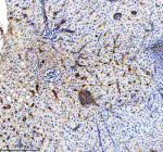IHC staining of FFPE zebrafish bile duct tissue with Zebrafish Gls antibody. HIER: boil tissue sections in pH8 EDTA for 20 min and allow to cool before testing.