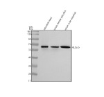 Western blot analysis of Glsa/b protein using Zebrafish Gls antibody and 1) zebrafish head, 2) whole female zebrafish and 3) whole male zebrafish tissue lysate. Predicted molecular weight: ~ ~36 kDa (isoform a) and ~63 kDa (isoform b).