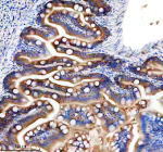 IHC staining of FFPE zebrafish colon tissue with Zebrafish Gls antibody. HIER: boil tissue sections in pH8 EDTA for 20 min and allow to cool before testing.