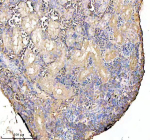 IHC staining of FFPE zebrafish kidney tissue with Zebrafish Ckm antibody. HIER: boil tissue sections in pH8 EDTA for 20 min and allow to cool before testing.