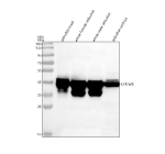 Western blot analysis of Ckma/b protein using Zebrafish Ckm antibody and 1) zebrafish head, 2) whole female zebrafish, 3) whole male zebrafish and 4) zebrafish embryo tissue lysate. Predicted molecular weight ~43 kDa.
