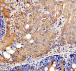 IHC staining of FFPE zebrafish pancreas tissue with Zebrafish Ckm antibody. HIER: boil tissue sections in pH8 EDTA for 20 min and allow to cool before testing.