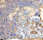 IHC staining of FFPE zebrafish kidney tissue with Zebrafish Eif4a1 antibody. HIER: boil tissue sections in pH8 EDTA for 20 min and allow to cool before testing.
