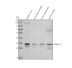 Western blot analysis of Ywhae1/2 protein using Zebrafish Ywhae antibody and 1) zebrafish head, 2) whole female zebrafish, 3) whole male zebrafish and 4) zebrafish embryo tissue lysate. Predicted molecular weight ~29 kDa (isoform 1) and ~27 kDa (isoform 2).