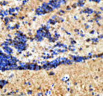 Immunohistochemical analysis of Suz12a/b protein using Zebrafish Suz12 antibody and paraffin-embedded zebrafish brain tissue. HIER: boil tissue sections in pH8 EDTA for 20 min and allow to cool before testing.